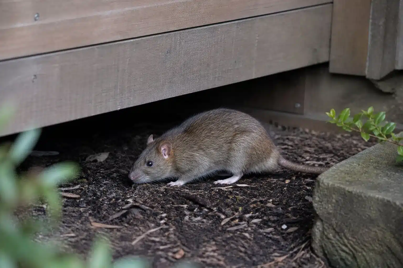 Norway rat beneath a Melbourne deck