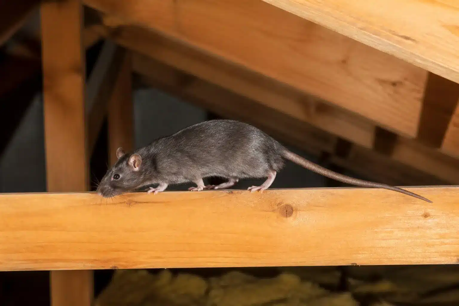 Roof rat commonly heard in Melbourne roof voids